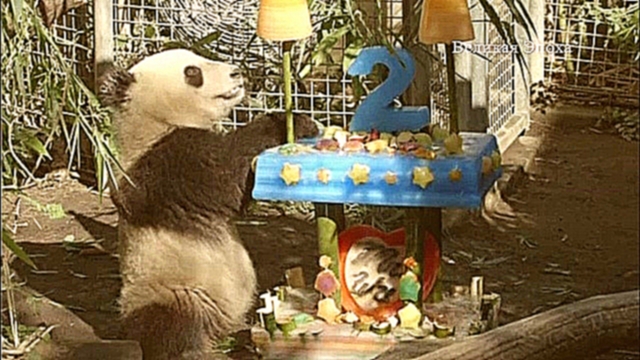 Видеоклип Большая панда зоопарка Сан-Диего отмечает день рождения 45-килограммовым тортом 