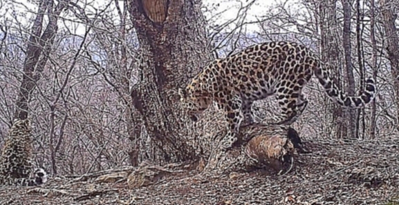 Скрытая камера приморского нацпарка «Земля леопарда» 