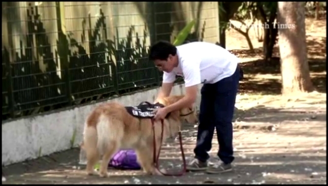 Видеоклип Бразильский рэппер и золотистый ретривер борются за прав собак-помощников 