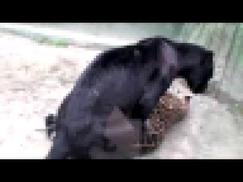 В зоопарке спаривание пятнистого ягуара с черным 