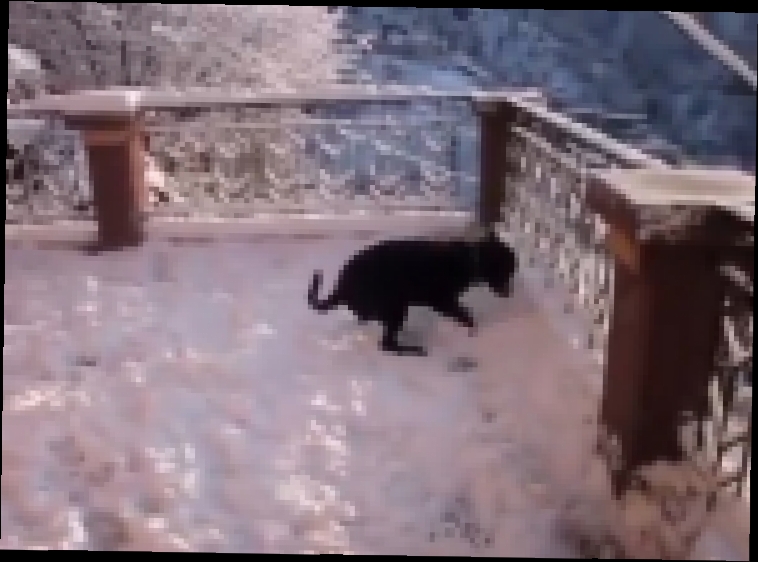 Видеоклип Собака первый раз увидела снег 
