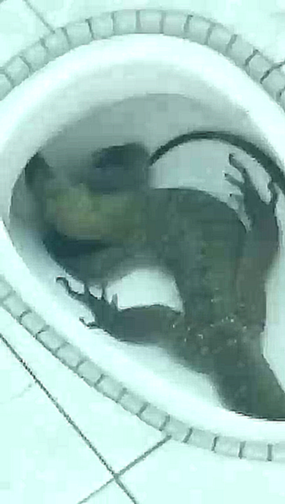 Видеоклип Ящер в туалете 