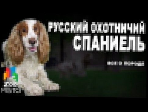 Русский охотничий спаниель - Все о породе собаки | Собака породы - Русский охотничий спаниель 