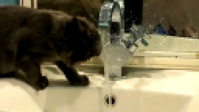 Кошка моется под краном 