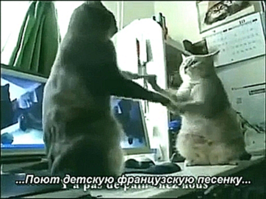 Видеоклип Коты играют в ладушки (Субтитры) 