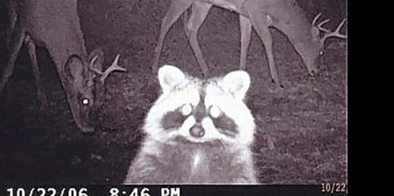Скрытая камера, показывающих чем занимаются животные 