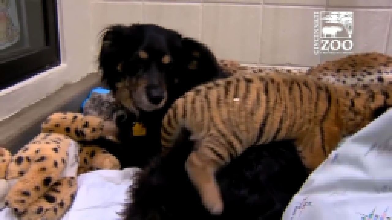 Видеоклип Собака усыновила тигрят 