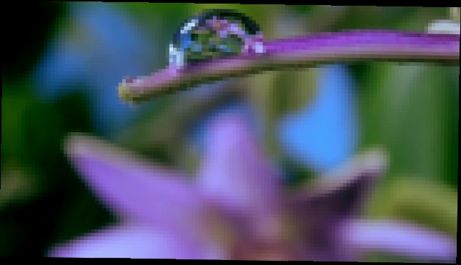 Видеоклип Как распускаются цветы таймлепс. Шикарно! Flowers in growth time lapse 