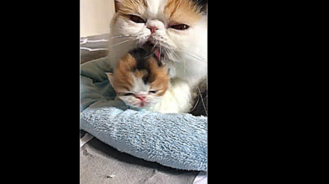 Мама-кошка ухаживает за новорожденным котёнком 