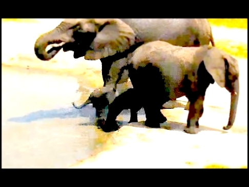 Дикая природа Африки Слонёнок пил воду ртом Tiny elephant drank water without using own trunk :) 