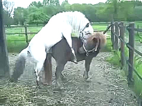 Спаривание Лошади С Пони Horses Mating With Pony Спаривание Лошади С Пони 