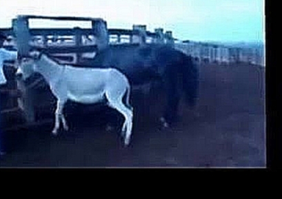 Donkey Vs Horse Animal Mating Live 2014 новые животные 