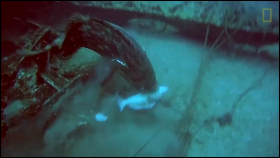 Видеоклип Огромные рыбы воруют улов 