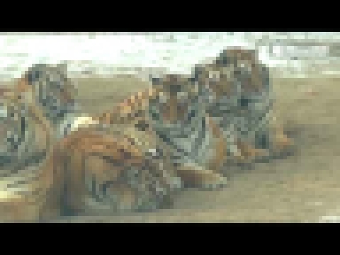 Толстые тигры 