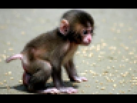 Маленькие обезьянки: Песенка обезьянок 
