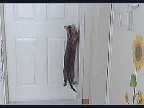 Кошка отчаянно царапала дверь, и хозяйка не могла понять, куда она рвется. Нужно было это выяснить 