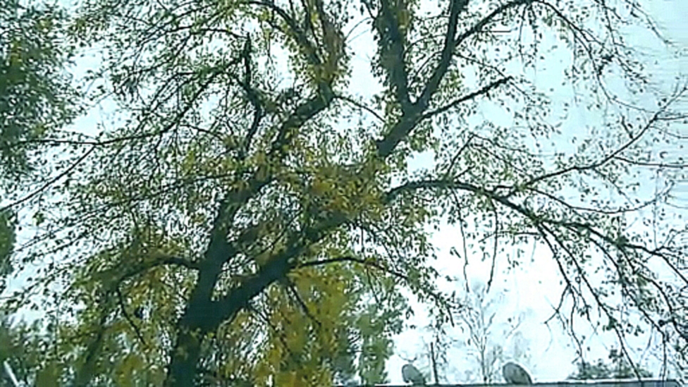 Видеоклип Золотое дерево Краски Осени 21 10 2014 