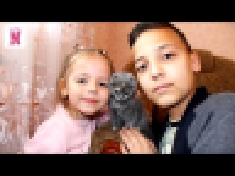 Кошка Ася маленький питомец Настя и Саша играют с кошечкой кормят её Видео для детей Small pet cat 