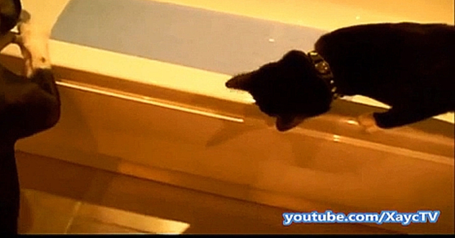 Видеоклип Черный Котик учится ходить по краю ванны и падает в нее. Зверские новости Xayc.TV №15  