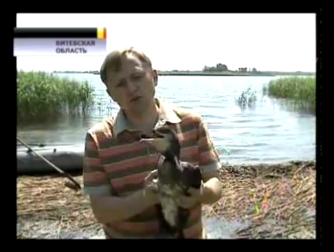 Жестокое обращение к птицам в Белоруссии 