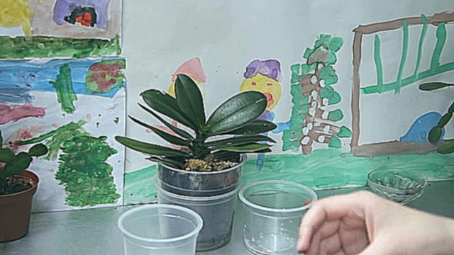 Детки орхидеи фаленопсис и осмотр двух орхидей 