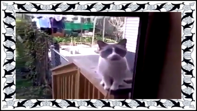 Видеоклип Приколы с говорящими котамИ СМЕх дО СлЕз!!! 