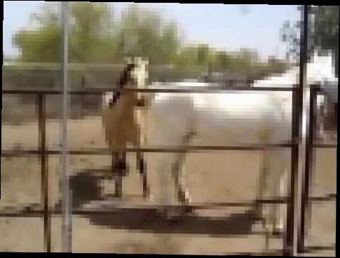 Размножение лошадей, animaux d&#39;élevage breeding animals, спаривание животных 
