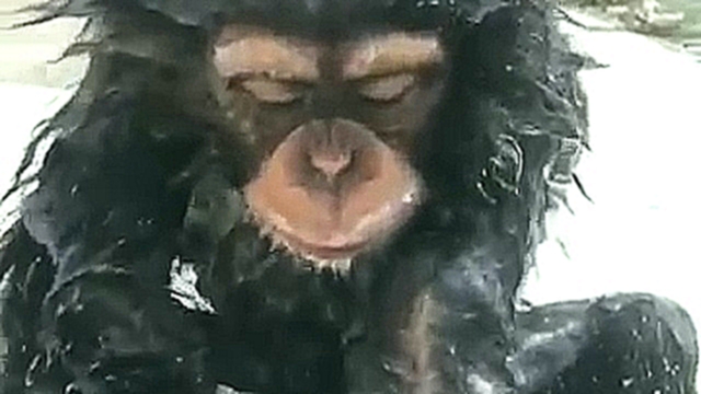 Шимпанзе моется 