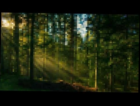 Видеоклип Шум леса Пение птиц Звуки природы 10 часов релакса и успокоения 