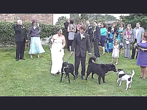 Пес пометил невесту 