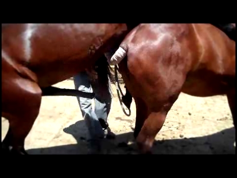 Спаривание коней 2010 