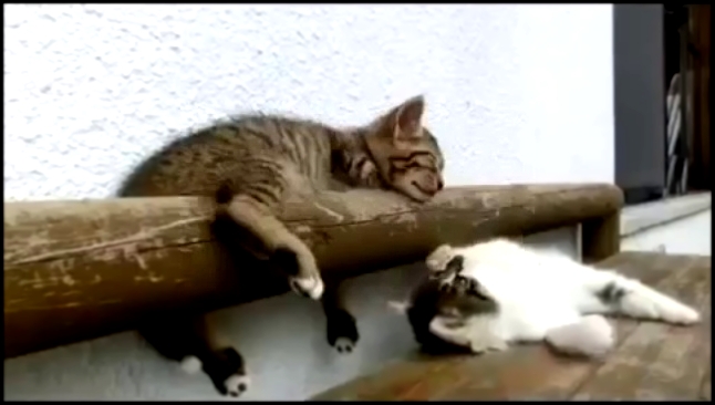 Котенок пытается разбудить своего брата!... 