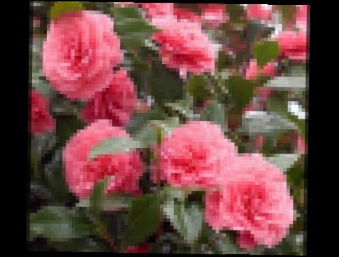 Видеоклип Winter Bloomers!/Camellias how to grow them/Garden Style nw 