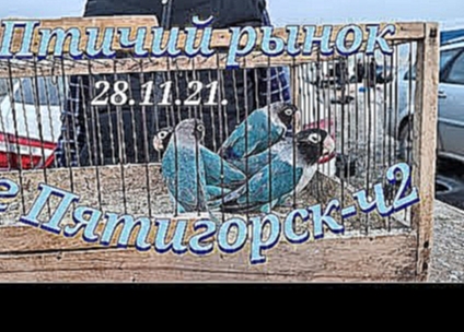 Голуби цены Птичий рынок г Пятигорск-ч2Pigeons prices Bird market Pyatigorsk-ch2 