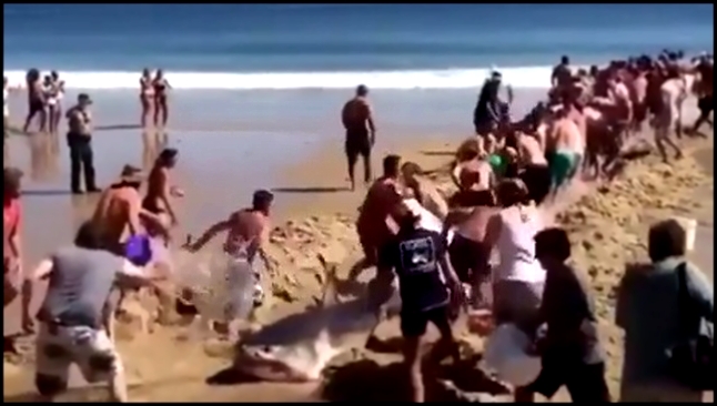 Видеоклип Люди не оставили крупную акулу в беде 