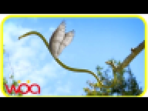 Snakes really can fly ? - Real Flying Snakes 