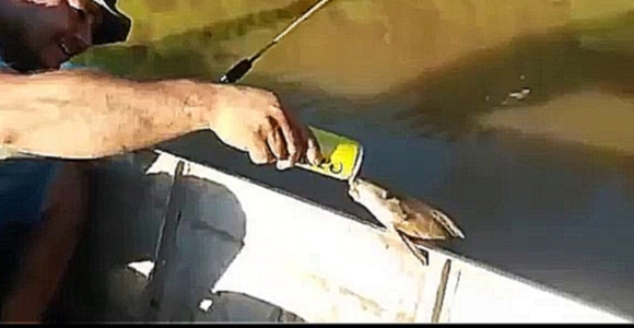 Бразильские рыбаки напоили рыбу пивом 