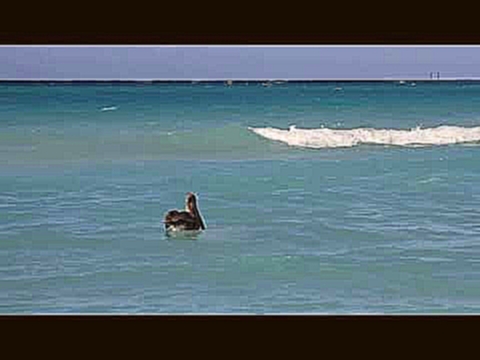 Так охотятся пеликаны. Куба, Варадеро 