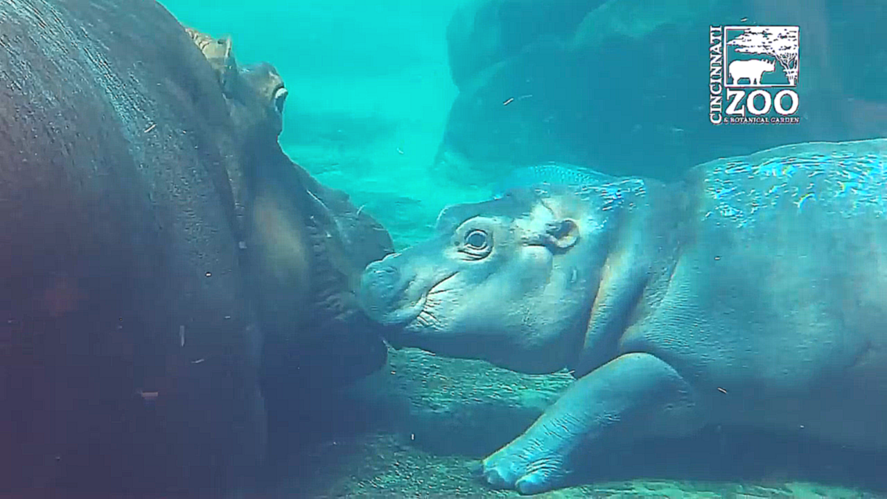 Бегемотик Фиона плавает с мамой 
