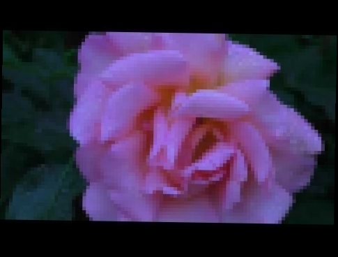 Видеоклип Автор Видео Ролика Саша Гордиенко   белые розы свидание, красные розы любовь, желтые розы разлука 