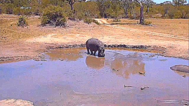 Бегемоты 02. Зебры разбудили Hippo First и он обнаружил нового соседа в своей луже 