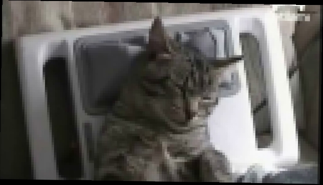 Видеоклип Кот снимает стресс  