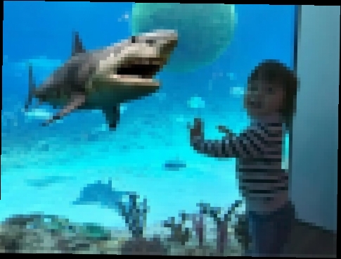 Океанариум с Акулами ВЛОГ для детей Увидели рыбку Немо и ДОРИ vlog 