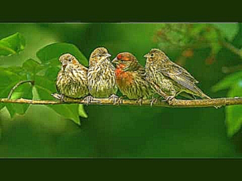 10 часов! Великолепное, насыщенное пение птиц Звуки природы Живой лес релаксация Birdsong 