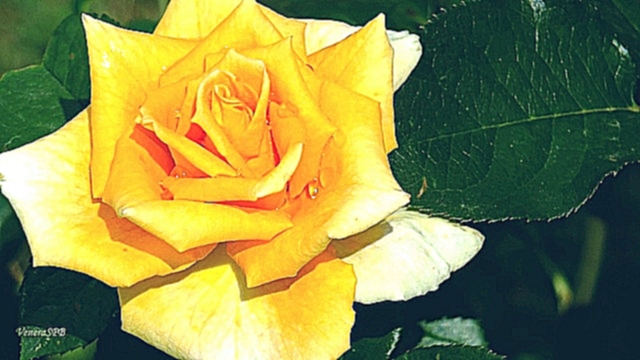 Видеоклип Желтые розы  символ жизни, cвета и солнца. 
