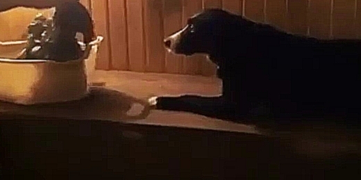 Собака которая любит париться в бане 