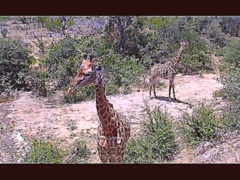 Печальные жирафы Три сестры - Три грации Africa Three Graces - sad giraffes Дикая природа Африки 