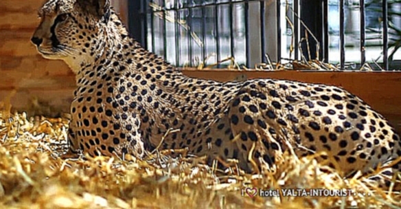 Зверополис в Крыму. В контактном зоопарке отеля «Ялта-Интурист» живут гепарды 