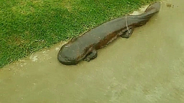 Японский мальчик по пути в школу нашел саламандру длиной более метра 