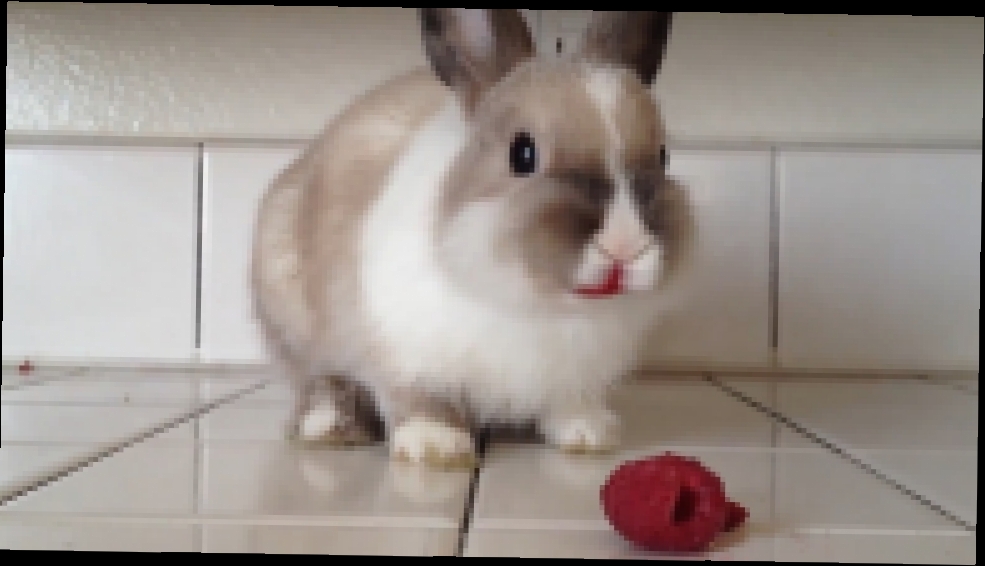 Кролик ест малину 